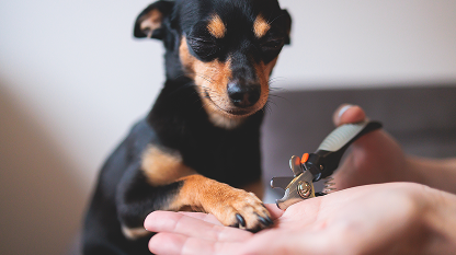 Dog nail trimming