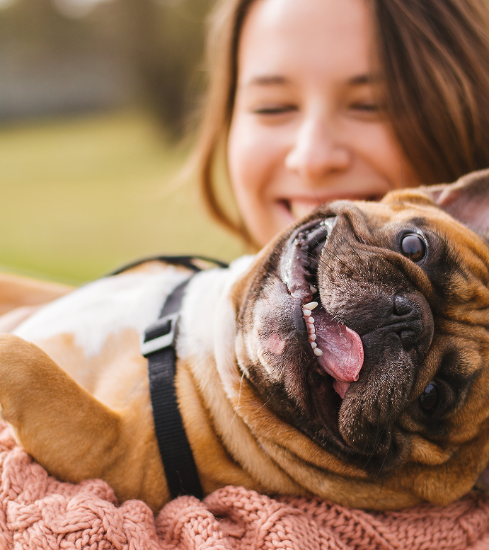 Happy dog with owner